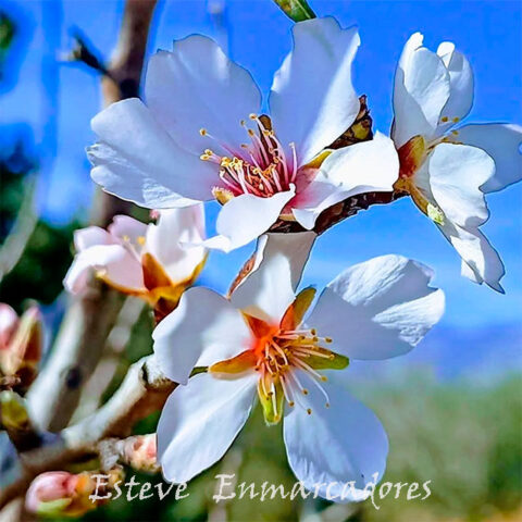 Almendro Naturaleza con Arte - Esteve Enmarcadores